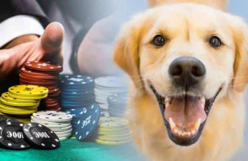 dogs allowed in casinos